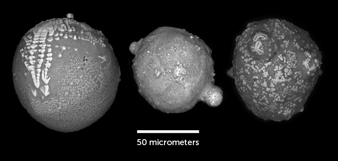 A microscopic black and white photo of rock bits collected in Antarctica (three shown). The photo rate is 50 micrometers.